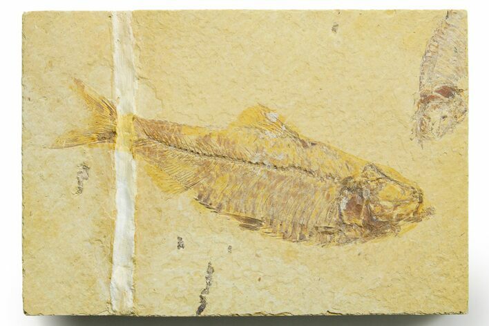 Detailed Fossil Fish (Knightia) - Wyoming #363873